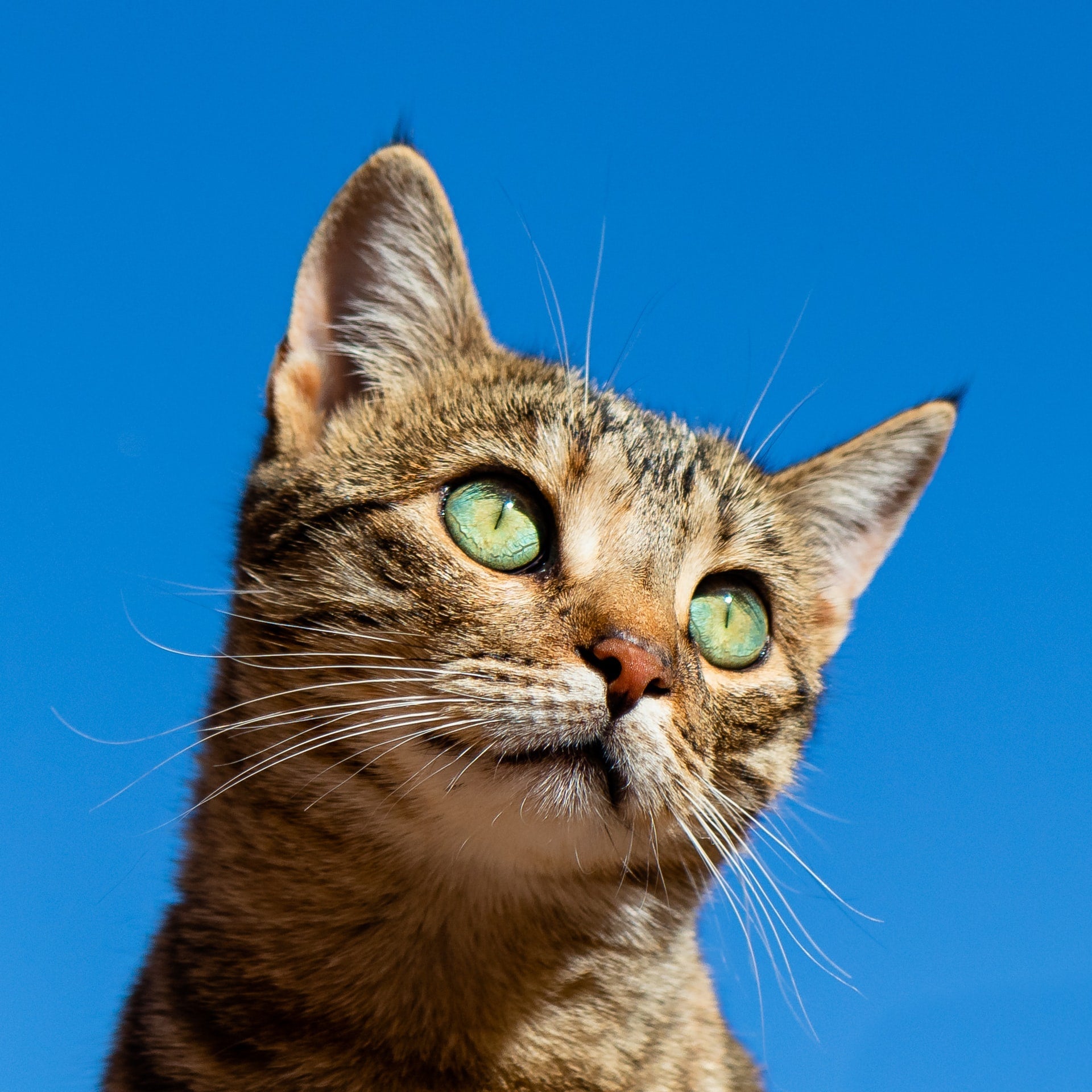 Alimentos balanceados para gatos adultos en Mendoza.