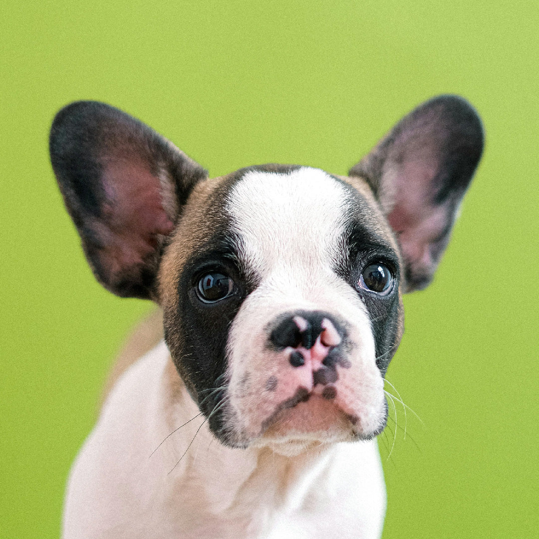 Alimentos recomendados para BullDog Frances