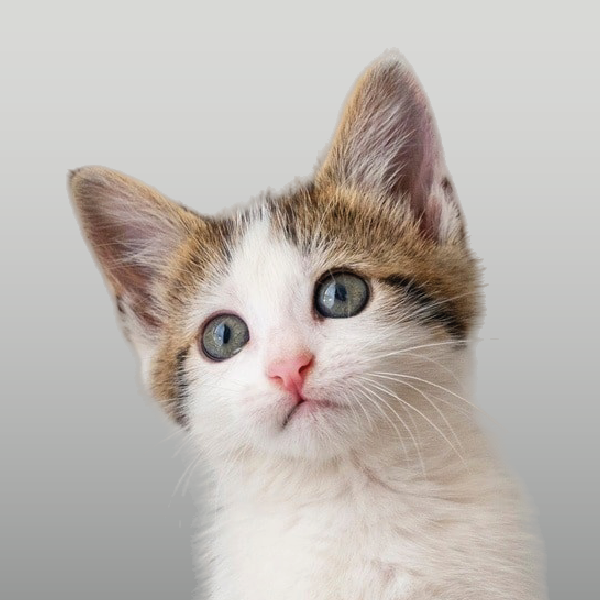 Alimento balanceado para gatitos cachorros kittens en Mendoza.