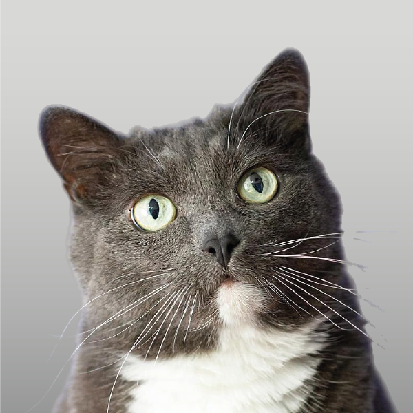 Alimentos balanceados para gatos adultos en Mendoza.